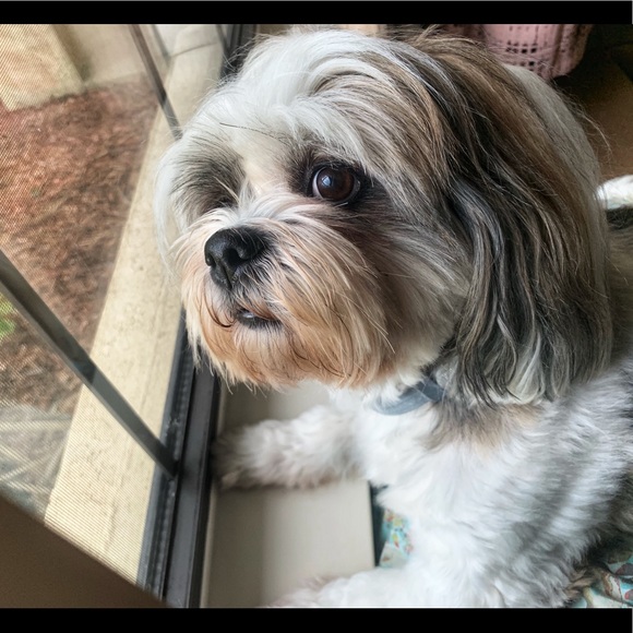 Posh Ambassador💋 Angela 🧜🏻‍♀️ - Picture 5 of 15